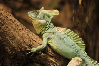 Frontal lobe basilisk (Basiliscus plumifrons), adult, on tree, foraging, alert, portrait, Central