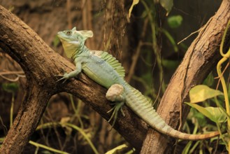 Frontal lobe basilisk (Basiliscus plumifrons), adult, on tree, foraging, vigilant, Central America,