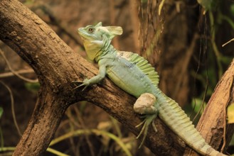 Frontal lobe basilisk (Basiliscus plumifrons), adult, on tree, foraging, vigilant, Central America,