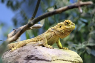 Central bearded dragon (Pogona vitticeps), coloured bearded dragon, adult, rock, alert, Australia,