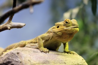 Central bearded dragon (Pogona vitticeps), coloured bearded dragon, adult, rock, alert, portrait,
