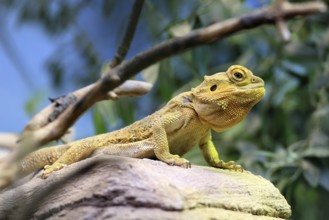 Central bearded dragon (Pogona vitticeps), coloured bearded dragon, adult, rock, alert, Australia,