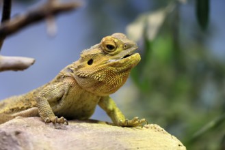 Central bearded dragon (Pogona vitticeps), coloured bearded dragon, adult, rock, alert, portrait,