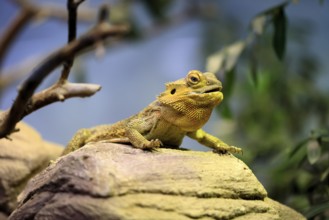 Central bearded dragon (Pogona vitticeps), coloured bearded dragon, adult, rock, alert, portrait,