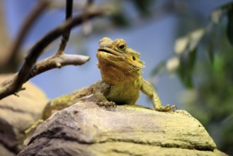 Central bearded dragon (Pogona vitticeps), coloured bearded dragon, adult, rock, alert, portrait,