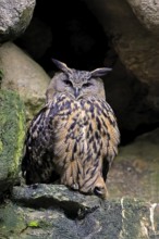 Eurasian Eagle-owl (Bubo bubo), adult, on rocks, vigilant, wisdom, Bavarian Forest National Park,