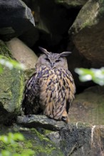 Eurasian Eagle-owl (Bubo bubo), adult, on rocks, vigilant, wisdom, Bavarian Forest National Park,