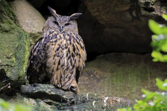 Eurasian Eagle-owl (Bubo bubo), adult, on rocks, vigilant, wisdom, Bavarian Forest National Park,