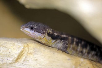 East African spiny-tailed lizard (Cordylus tropidosternum), adult, portrait, rock, alert, East