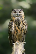 Eurasian Eagle-owl (Bubo bubo), adult, perch, in summer, alert, wisdom, Hesse, Germany