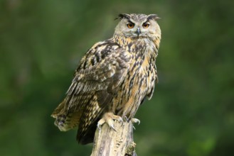Eurasian Eagle-owl (Bubo bubo), adult, perch, in summer, alert, wisdom, Hesse, Germany