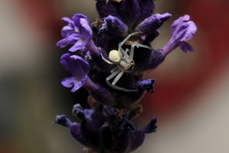 Goldenrod crab spider (Misumena vatia), adult, female, on flower, foraging, Germany