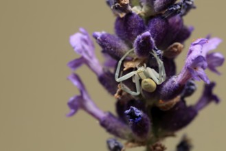 Goldenrod crab spider (Misumena vatia), adult, female, on flower, foraging, Germany