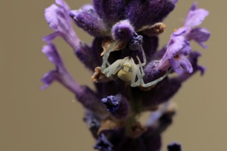 Goldenrod crab spider (Misumena vatia), adult, female, on flower, foraging, Germany