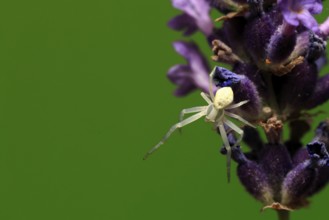 Goldenrod crab spider (Misumena vatia), adult, female, on flower, foraging, Germany