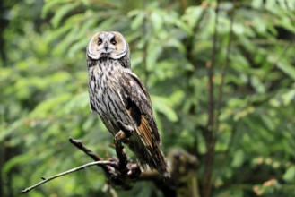 Long-eared owl (Asio otus), adult, on tree, perch, vigilant, Bavarian Forest National Park, Germany