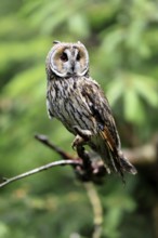 Long-eared owl (Asio otus), adult, on tree, perch, vigilant, Bavarian Forest National Park, Germany