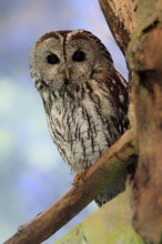 Tawny owl (Strix aluco), adult, alert, perch, Bavarian Forest National Park, Germany