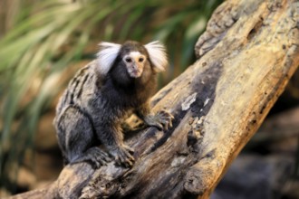 White-tufted marmoset (Callithrix jacchus), adult, on tree, vigilant, captive, Brazil, South