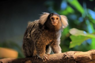 White-tufted marmoset (Callithrix jacchus), adult, on tree, vigilant, captive, Brazil, South