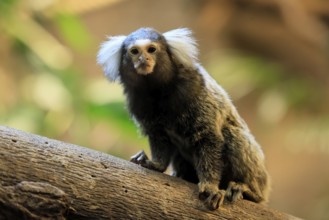 White-tufted marmoset (Callithrix jacchus), adult, on tree, vigilant, captive, Brazil, South