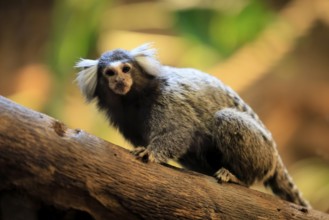White-tufted marmoset (Callithrix jacchus), adult, on tree, vigilant, captive, Brazil, South
