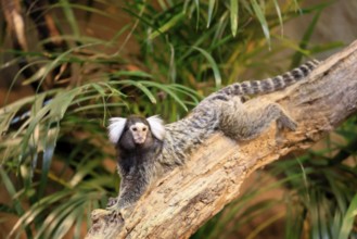 White-tufted marmoset (Callithrix jacchus), adult, on tree, vigilant, captive, Brazil, South