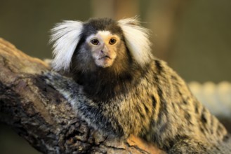 White-tufted marmoset (Callithrix jacchus), adult, on tree, alert, portrait, captive, Brazil, South
