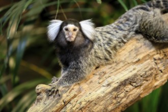 White-tufted marmoset (Callithrix jacchus), adult, on tree, vigilant, captive, Brazil, South
