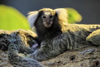 White-tufted marmoset (Callithrix jacchus), adult, on tree, portrait, alert, captive, Brazil, South