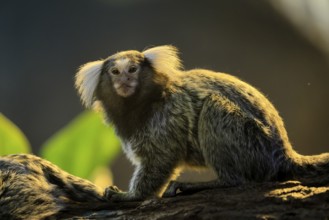 White-tufted marmoset (Callithrix jacchus), adult, on tree, vigilant, captive, Brazil, South