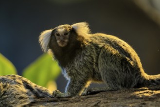 White-tufted marmoset (Callithrix jacchus), adult, on tree, vigilant, captive, Brazil, South