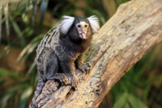 White-tufted marmoset (Callithrix jacchus), adult, on tree, showing tongue, captive, Brazil, South