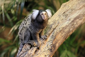 White-tufted marmoset (Callithrix jacchus), adult, on tree, vigilant, captive, Brazil, South