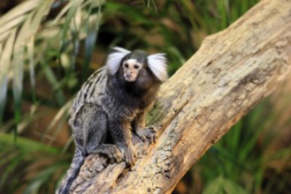 White-tufted marmoset (Callithrix jacchus), adult, on tree, vigilant, captive, Brazil, South