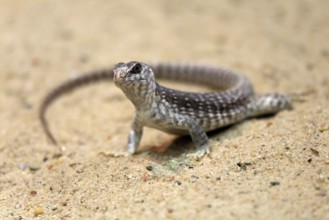 Desert Iguana (Dipsosaurus dorsalis), adult, on ground, alert, captive, Arizona, Southwest America,