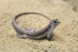 Desert Iguana (Dipsosaurus dorsalis), adult, on ground, alert, captive, Arizona, Southwest America,