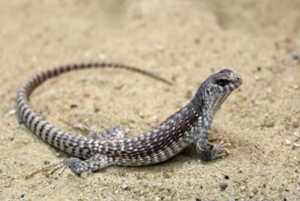 Desert Iguana (Dipsosaurus dorsalis), adult, on ground, alert, captive, Arizona, Southwest America,