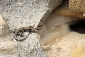 Sand lizard (Lacerta agilis), adult, female, Ellerstadt, Rhineland-Palatinate, Germany