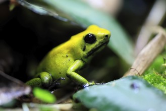 Black-legged poison frog (Phyllobates bicolor), adult, alert, South America, captive