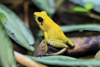 Black-legged poison frog (Phyllobates bicolor), adult, alert, South America, captive