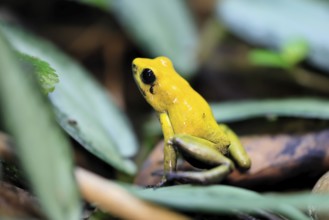 Black-legged poison frog (Phyllobates bicolor), adult, alert, South America, captive