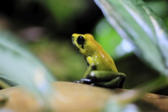 Black-legged poison frog (Phyllobates bicolor), adult, alert, South America, captive