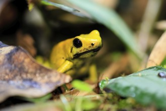 Black-legged poison frog (Phyllobates bicolor), adult, alert, South America, captive