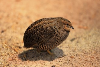 Dwarf quail (Synoicus chinensis), adult, female, vigilant, on ground, captive