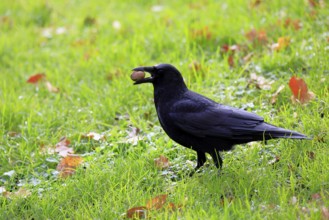 Raven (Corvus corone), adult, alert, on ground, feeding, walnut, Rhineland-Palatinate, Germany