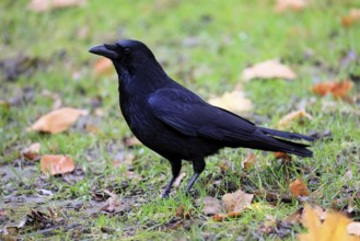 Raven (Corvus corone), adult, alert, on the ground, foraging, Rhineland-Palatinate, Germany