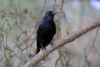 Raven crow (Corvus corone), adult, vigilant, on tree, Rhineland-Palatinate, Germany