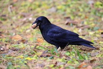 Raven (Corvus corone), adult, alert, on ground, feeding, walnut, Rhineland-Palatinate, Germany