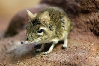 Rufous elephant shrew (Galegeeska rufescens), adult, on ground, foraging, alert, East Africa